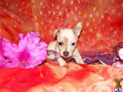 Rat Terrier Puppies for Sale